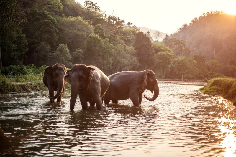 The joys of elephants