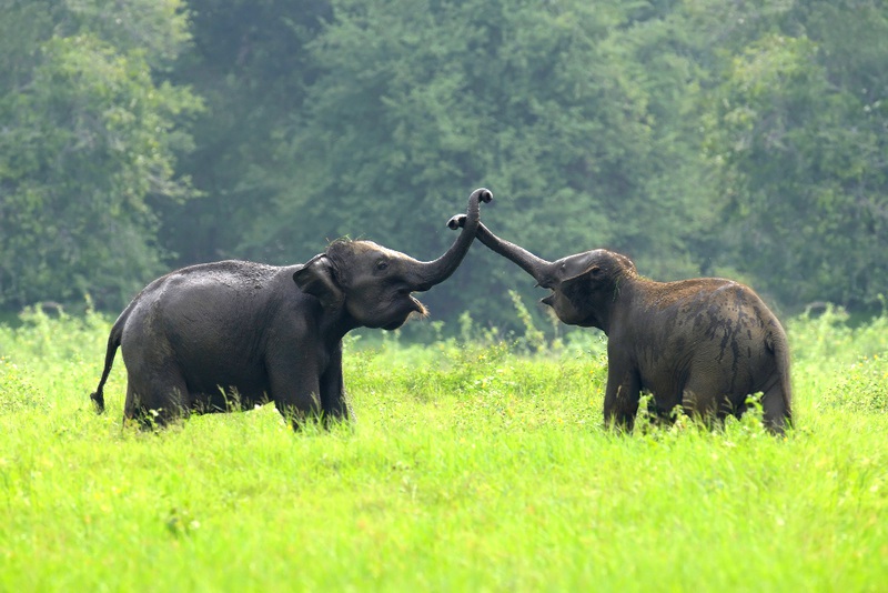 Happiness of elephants in sanctuaries