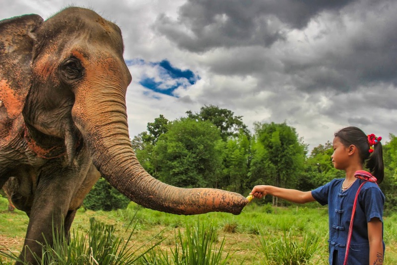 Young Thai woman offering bananas to the elephant at Elephant Jungle Sanctuary
