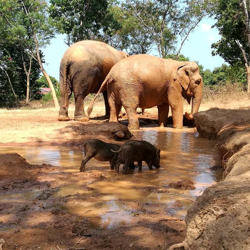 Elephants playing with other animals at the sanctuary