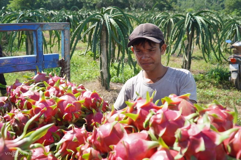 frutas de camboya - fruta del dragon