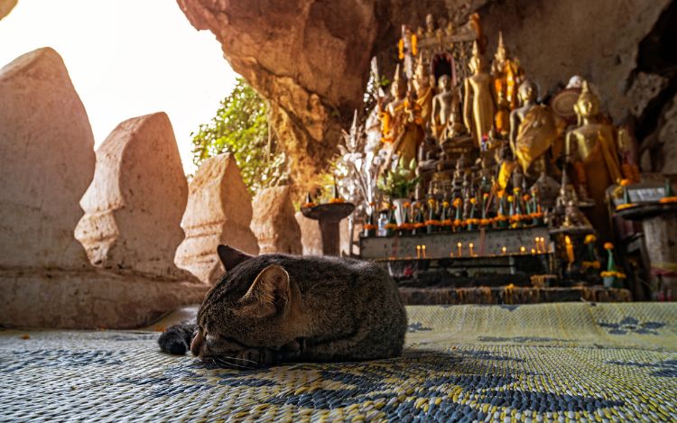 gato en cueva pak ou laos