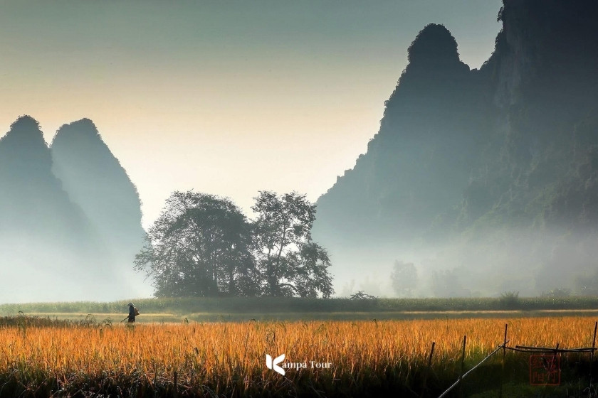Golden rice season in Phong Nam valley