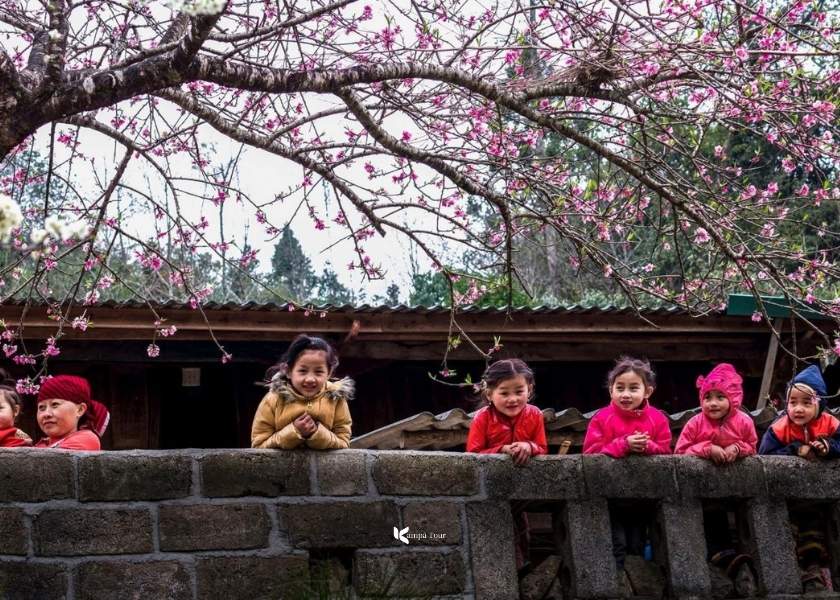 Ha Giang flowers bloom profusely in March