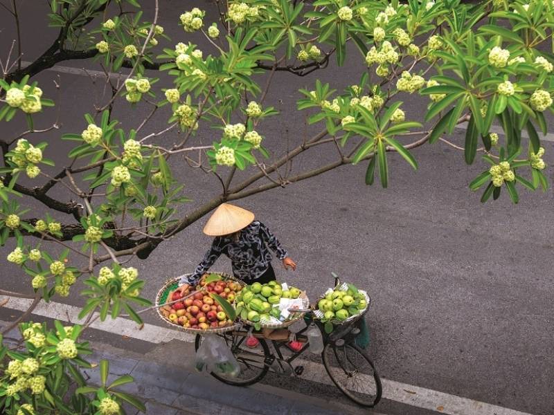 Hoa sua flowers in Hanoi during October autumn evenings