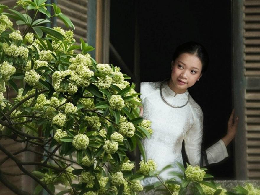 Milk flowers in Hanoi during early autumn evenings.