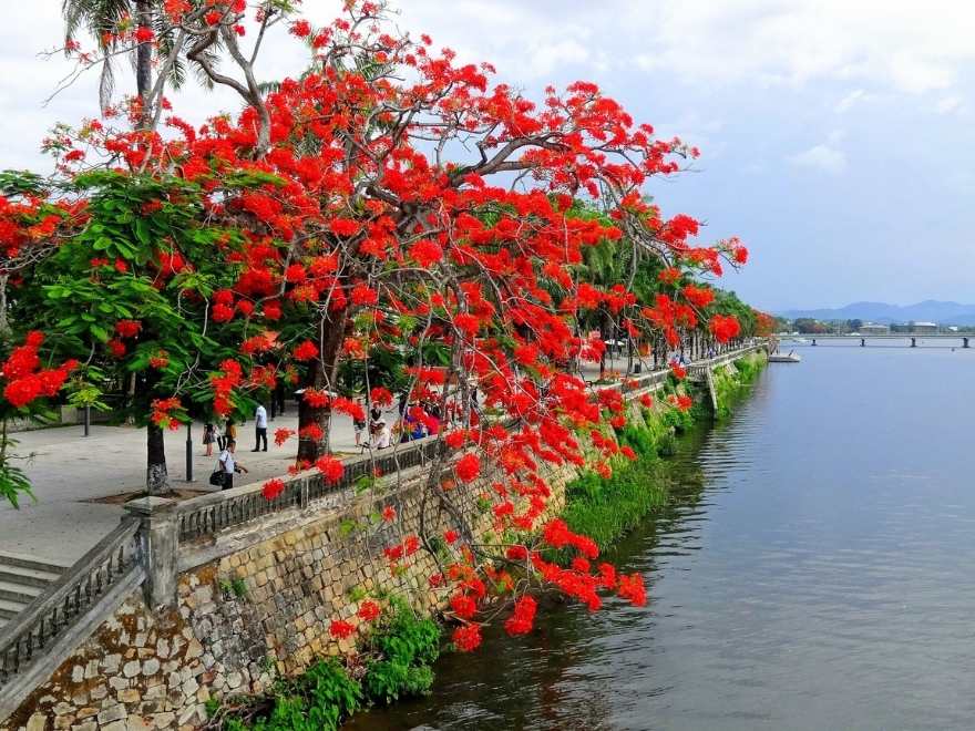 Hanoi's red flamboyant flowers