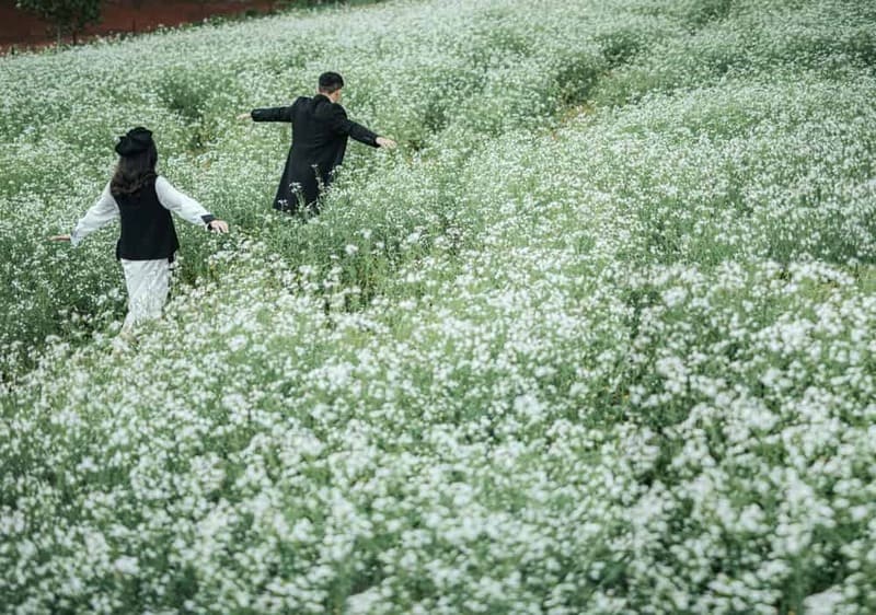 white mustard flowers in Moc Chau Vietnam