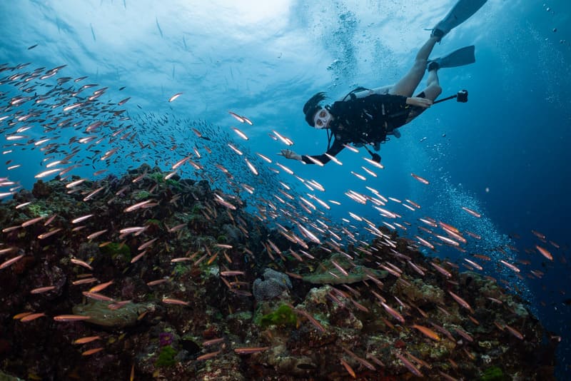 diving in Koh Phi Phi