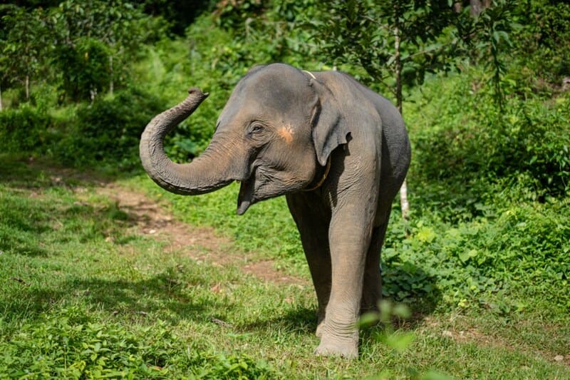 Phang Nga Elephant Park
