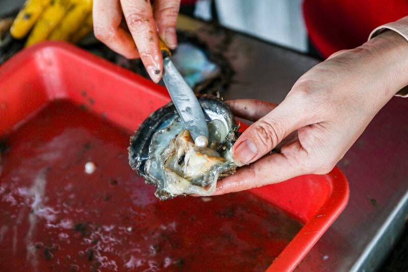 The cultured pearls produced in Phu Quoc are of excellent quality