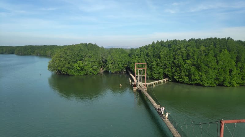 Peam Krasop mangrove forest