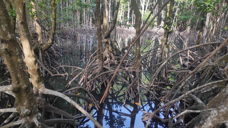 bosque en koh kong