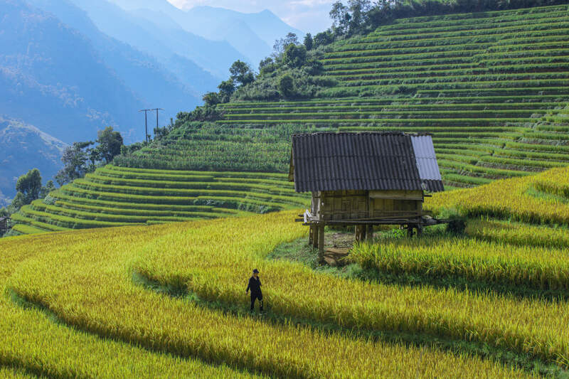 Lao Chai in the ripe rice season