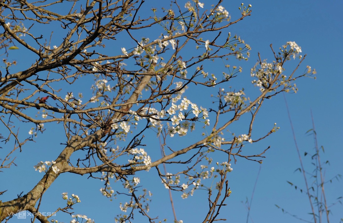 aldea de lo lo chai - ha giang - flores