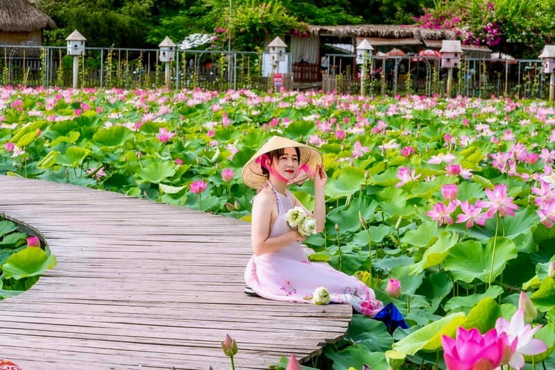 Lotus dance blooms in Ninh Binh