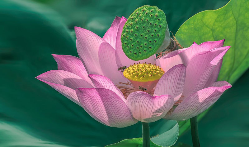 lotus