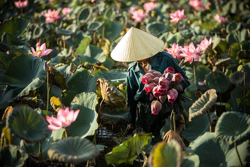 Lotus flower, floral symbol of Vietnam