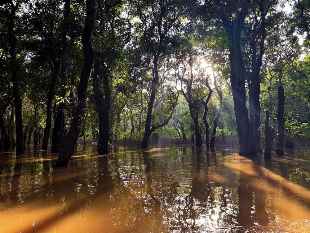 mangroves in Kampong Phluk