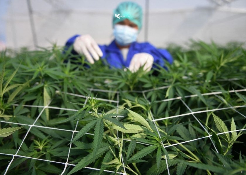 Cannabis leaf shape (Distinguishable from Tobacco)