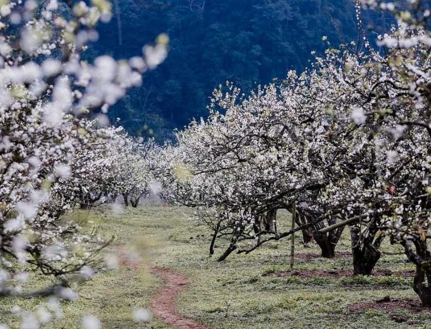 Plum blossom forest in Moc Chau