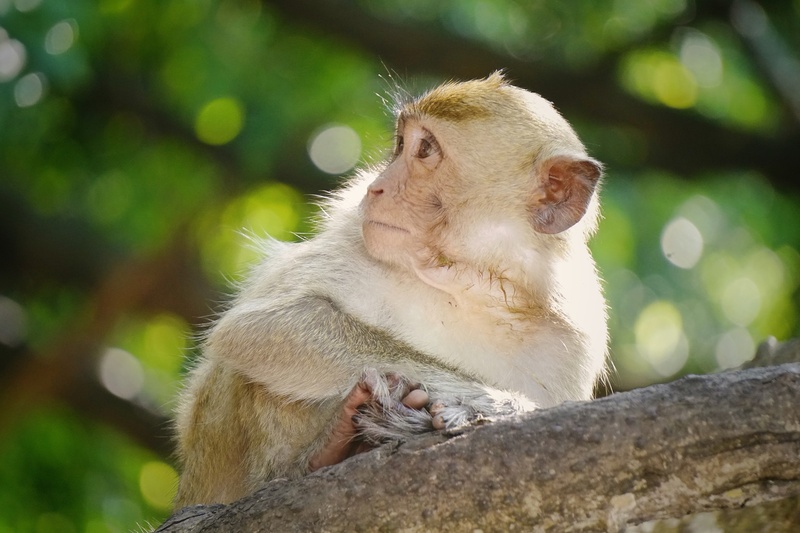 Monkey Island