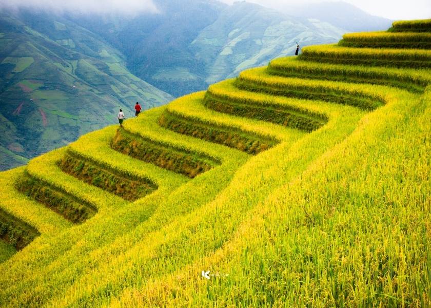 Mu Cang Chai during the rice harvest season