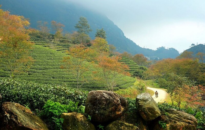 cherry blossom in sapa