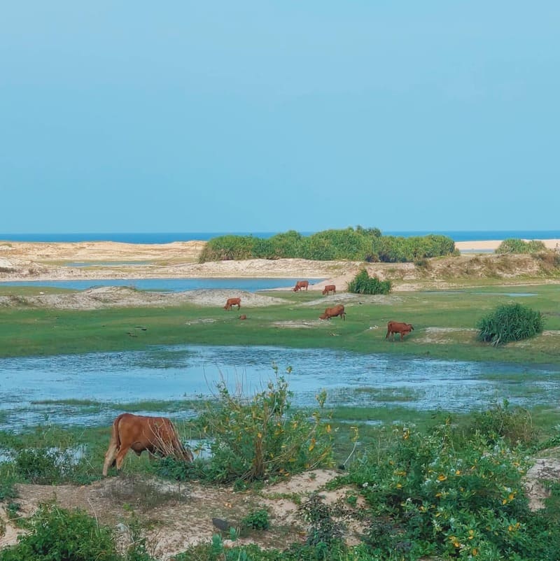 "Phu Yen, the domain of yellow flowers on green grass"