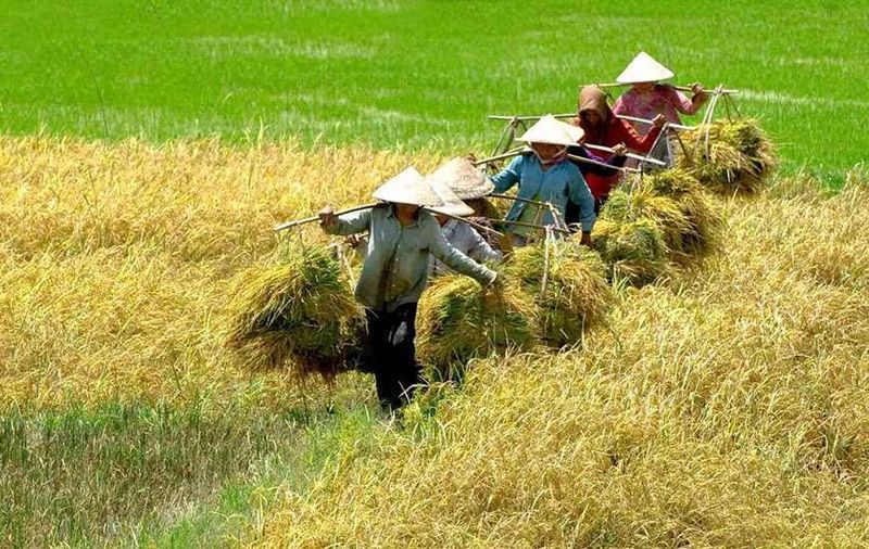 gente local en campos de arroz en rio mekong