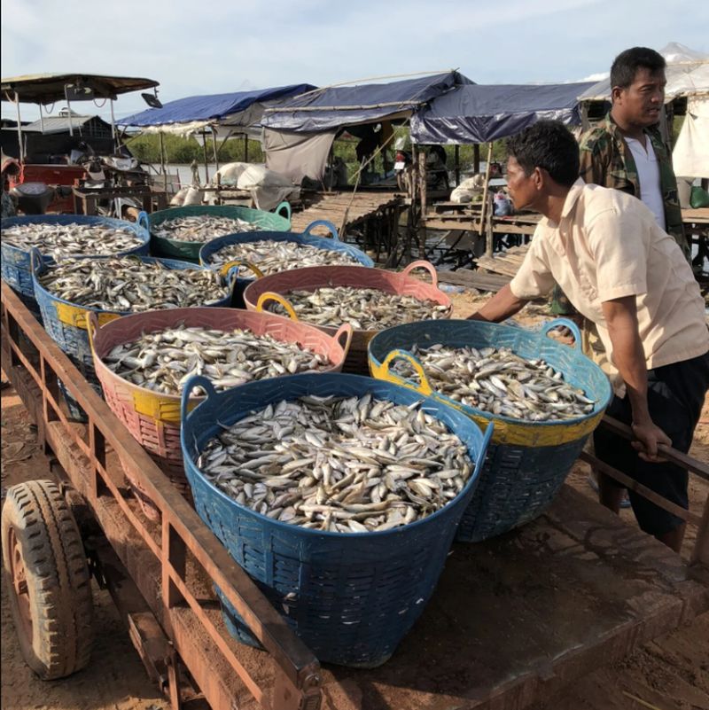 pescaderos en rio mekong