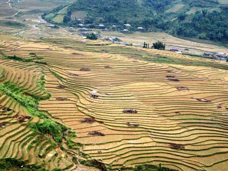 terrazas de arroz en sapa en noviembre