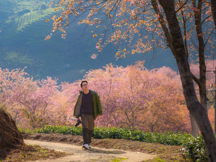 sapa cherry blossoms in winter