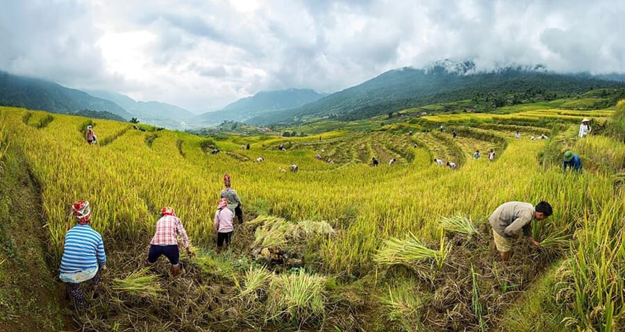 sapa locals harvesting
