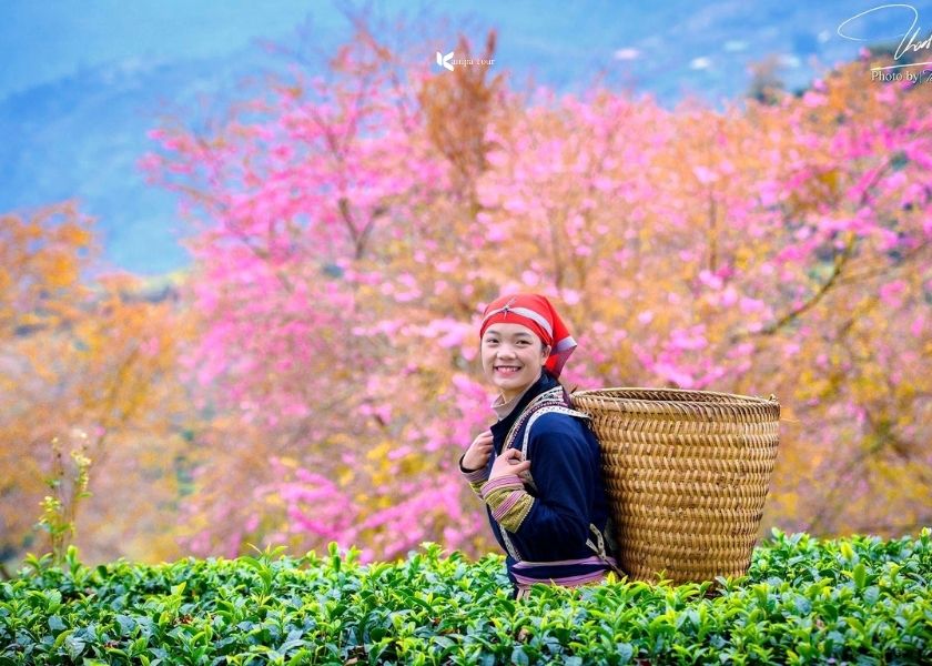 Cherry blossoms turn pink on the tea plantations of Sapa