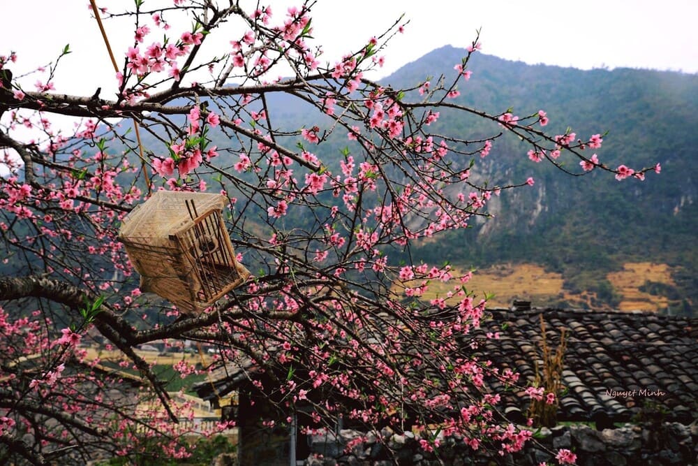 sapa in spring