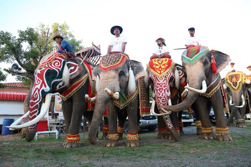 surin elephant festival