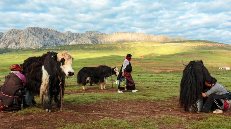 gente local tibet en china