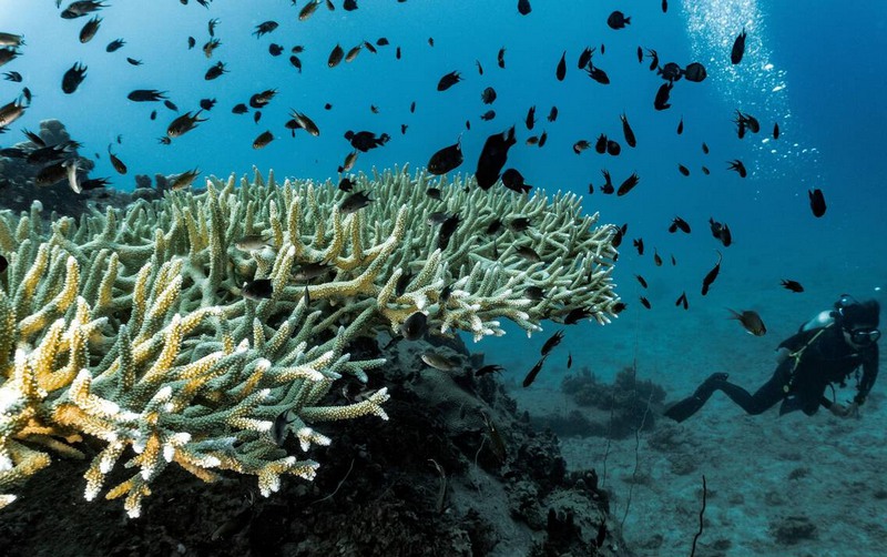 Seabed exploration near Koh Tao