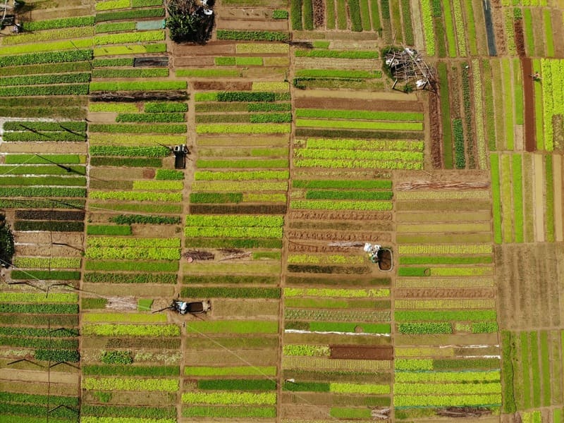 Tra Que vegetable garden seen from above