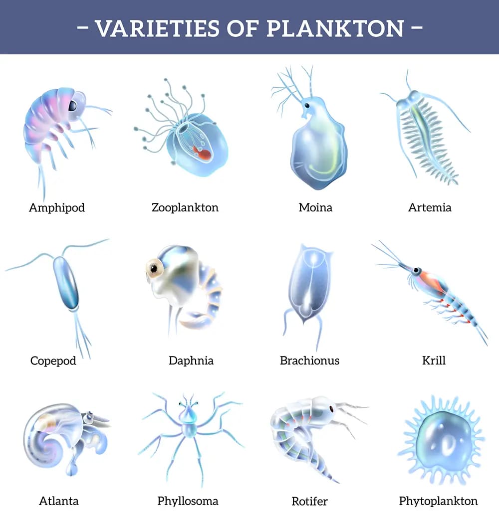 Types of Plankton in Cat Ba Waters