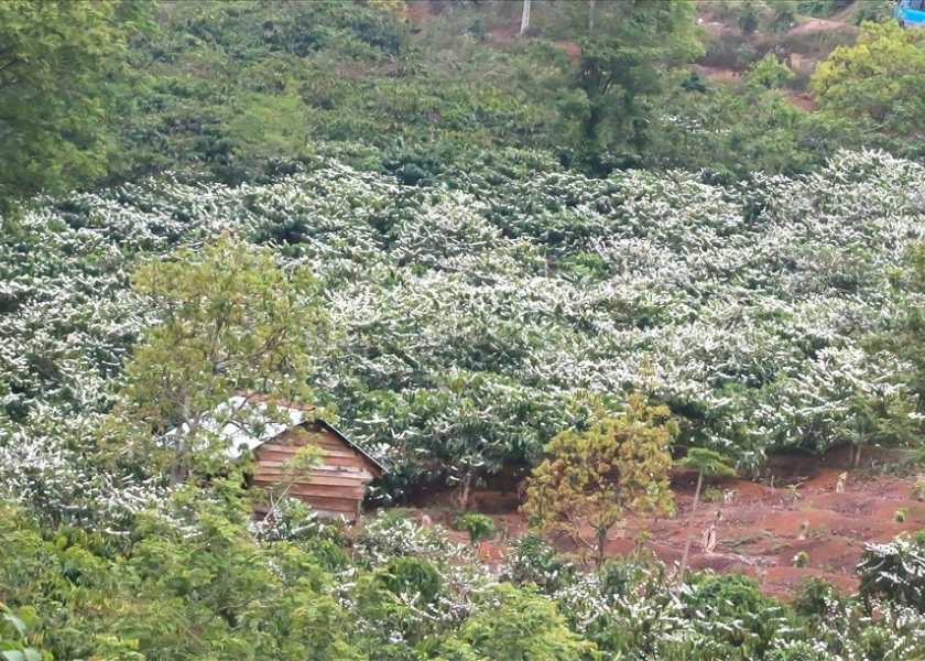 A wide view of a coffee plantation covered in white blossoms in Buon Ma Thuot, Vietnam.