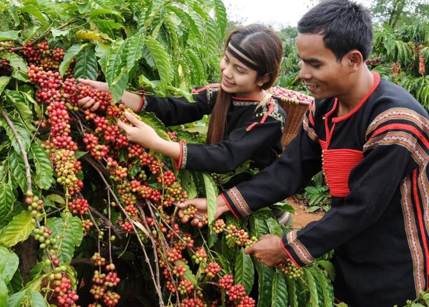 Two ethnic minority farmers harvesting ripe red coffee cherries in Buon Ma Thuot, Vietnam.