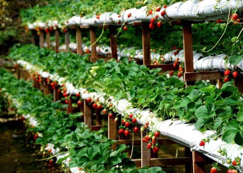 Ripe red strawberries hanging from tiered vertical farming systems in a high-tech garden in Da Lat, Vietnam.