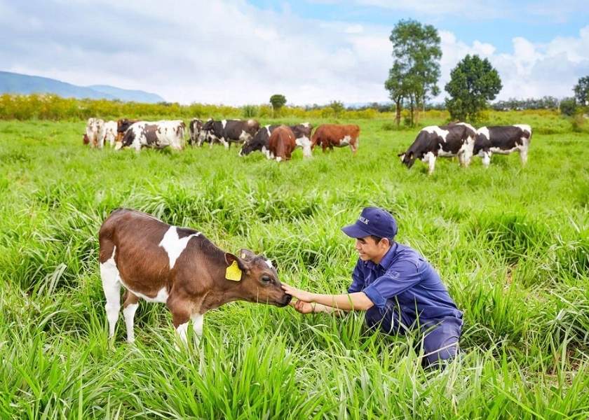 A farm worker in a blue uniform pets a young calf in a lush green field with a herd of dairy cows in the background at Moc Chau, Vietnam.
