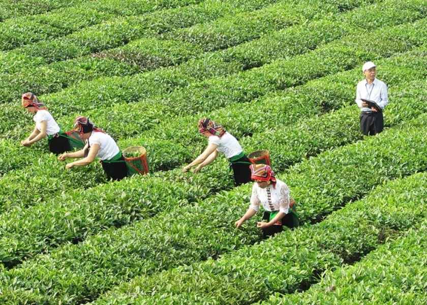 Ethnic minority women in traditional clothing harvest fresh tea leaves on rolling green hills in Moc Chau, Vietnam.