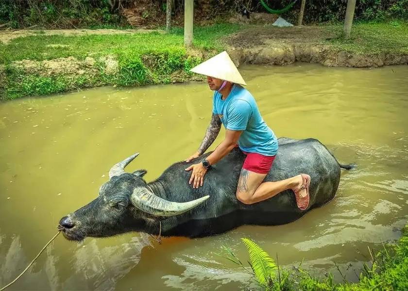 A male tourist wearing a conical hat rides a large water buffalo through a muddy pond at the Duck Stop in Phong Nha, Vietnam.