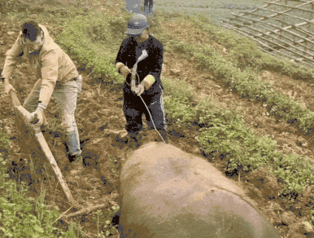 Tourists enjoy the experience of plowing with buffaloes in Bac Ha, Vietnam