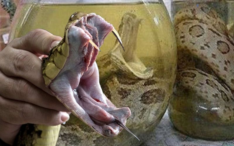vino de serpiente - vivo