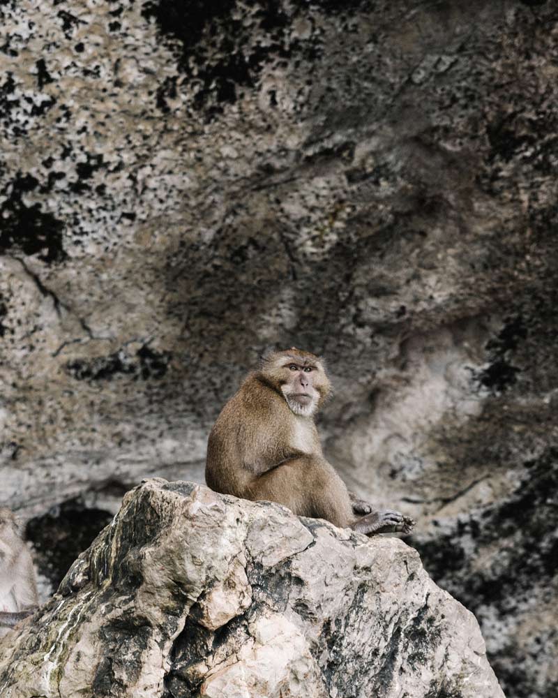 yao noi monkey